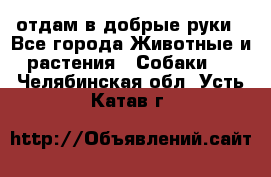 отдам в добрые руки - Все города Животные и растения » Собаки   . Челябинская обл.,Усть-Катав г.